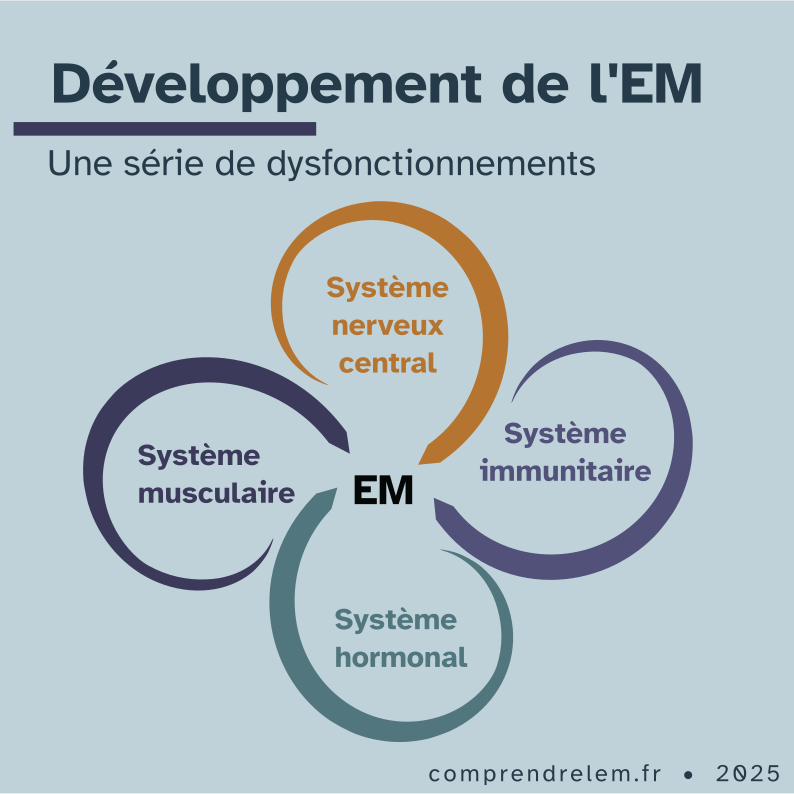 Schéma représentant le développement de l'EM. C'est une série de dysfonctionnements du système immunitaire, du système nerveux central, du système musculaire et du système hormonal, qui se renforcent les uns les autres.
